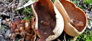 0.67 Cup Mushrooms, Wild Forest