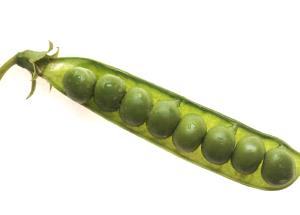 1 10 Oz Frozen Package Yields Cooked Green Peas (from Frozen, Fat Added in Cooking)