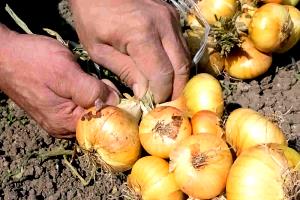 1 10 Rings Serving Mature Onions