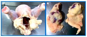 1/2 Chicken Chicken Fat, Raw