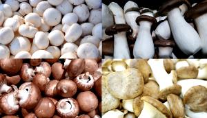 1/2 cup (120 ml) Farmers Market Mushroom