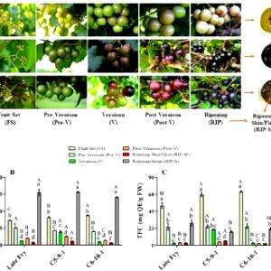 1/2 cup (80 g) Muscadine Grapes