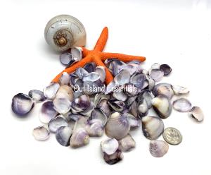 1/2 Cup Clams, Baby, Whole