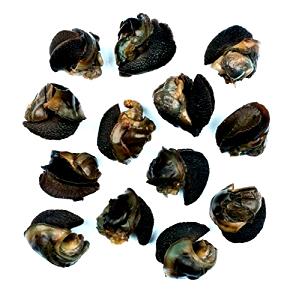 1/2 Cup Escargots Snail, Extra Large, Black