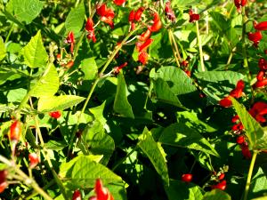 1/2 Cup Scarlet Runner Bean