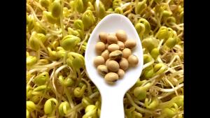 1/2 Cup Soybeans (Mature Seeds, Sprouted)