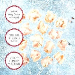 1/2 Cup Whole Baby Conch İn Water