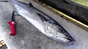 1/2 Fillet King Mackerel