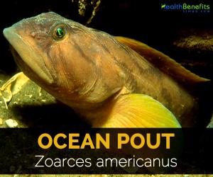 1/2 Fillet Ocean Pout (Fish)