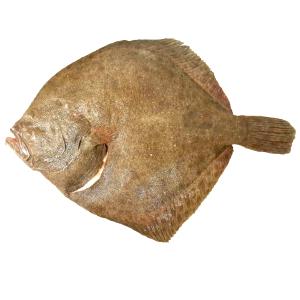 1/2 Fillet Turbot, European, Raw