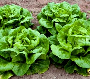 1/2 Head Butter Lettuce, Raw