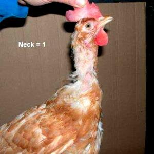 1/2 Lb Poultry From Backs and Necks Without Skin