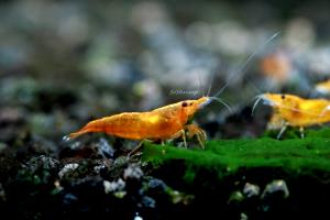 1/2 package (4.5 oz) Orange Shrimp