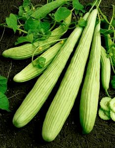 1/3 medium (99 g) Armenian Cucumbers