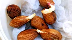 1/4 cup (28 g) Sprouted Almonds