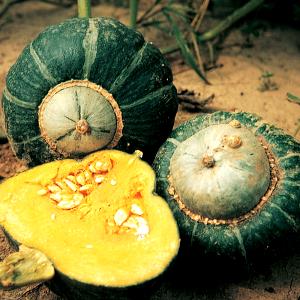 1/4 cup (29 g) Squash Seeds
