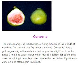 1/4 cup (40 g) Conadria Figs