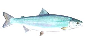 1/4 Cup Wild Alaska Blueback Salmon