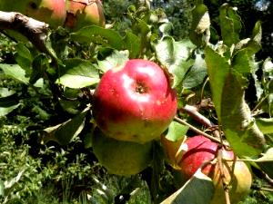 1 apple crisp (113 g) Northern Spy Apple Crisp