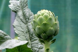 1 Artichoke Artichokes, Raw