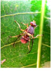 1 bar (110 g) Chile Mango Fruit Floes