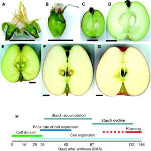 1 bar (37 g) Apple Fruit & Grain Cereal Bar