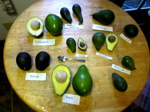 1 California (black Skin) Avocado
