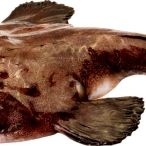 1 Can (250.0 G) Lingcod, raw