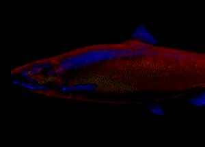 1 Can Chum Salmon (Drained Solids with Bone)