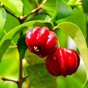 1 Cherry Star Cherries
