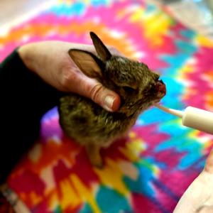 1 Cottontail (1.318 Lb, Raw, Dressed) (yield After Cooking, Bone Removed) Wild Rabbit