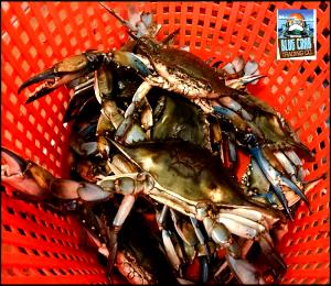 1 Crab Blue Crab