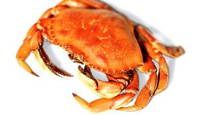 1 Crab Dungeness Crab