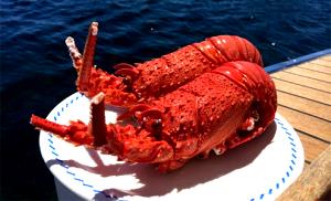 1 Crayfish Boiled or Steamed Crayfish