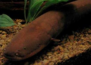 1 Cubic Inch Boneless Eel (Mixed Species, Cooked, Dry Heat)