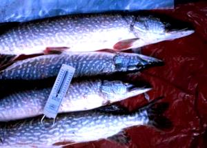 1 Cubic Inch Boneless Steamed or Poached Pike