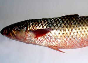 1 Cubic Inch, With Bone Of Steamed or Poached Mullet