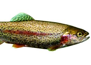 1 Cubic Inch, With Bone (yield After Bone Removed) Baked or Broiled Trout