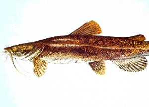 1 Cubic Inch, With Bone (yield After Bone Removed) Steamed or Poached Catfish
