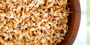 1 Cup (108.0 G) Wheat, sprouted