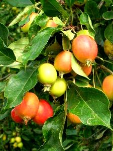 1 Cup (110.0 G) Crab Apple