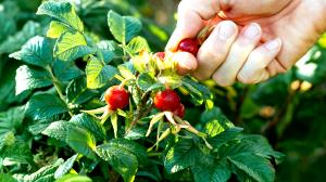 1 Cup (127.0 G) Rose Hips