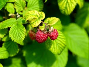 1 Cup (130.0 G) Wild Raspberries