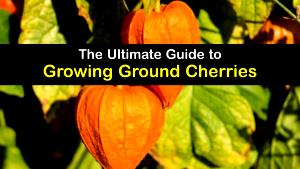 1 Cup (140.0 G) Groundcherries