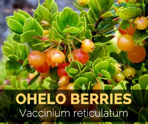 1 Cup (140.0 G) Ohelo Berries