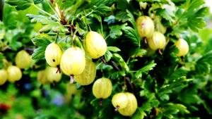 1 Cup (150.0 G) Gooseberries