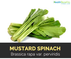 1 Cup (150.0 G) Mustard Spinach, raw