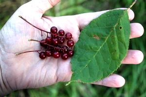 1 Cup (154.0 G) Chokecherries
