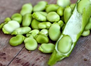 1 Cup (170.0 G) Fava Beans, cooked