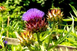 1 Cup (178.0 G) Cardoon, raw